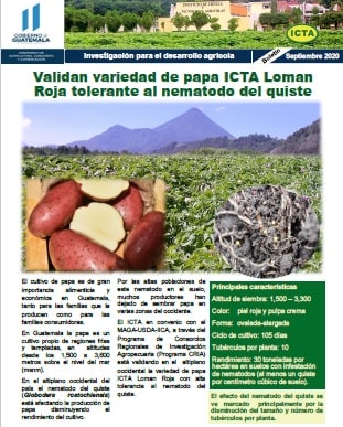 Lanzamiento nueva variedad de arroz ICTA Robusta